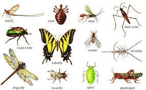 Maybe you would like to learn more about one of these? Arthropoda Pengertian Ciri Jenis Incecta Sistem Organ