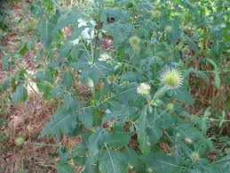Image result for Dipsacus pinnatifidus