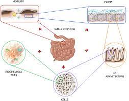 We did not find results for: Frontiers Advances And Current Challenges In Intestinal In Vitro Model Engineering A Digest Bioengineering And Biotechnology