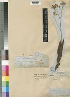 Image result for Senecio urundensis