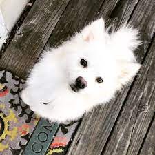 We have a brand new, state of the art mobile grooming trailer and equipment. Royal Pet Beauty Shop 41 Photos 65 Reviews Pet Groomers 3019 Lyndale Ave S Minneapolis Mn United States Phone Number