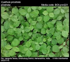 Image result for Cyathula