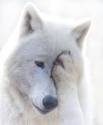 Wildlifeanimall On Instagram White Wolf Tundra Wolf Wolf Dog Wolf Photos Animals Beautiful