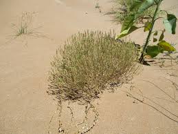 Image result for Coronopus integrifolius