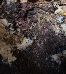 We did not find results for: Vermifilter Wikipedia