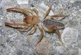 Camels can drink 30 gallons in 10 minutes.9. Camel Spider Project Noah