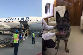 Dog Accidentally Sent To Japan On United Airlines Flight Returns Home By Private Jet With Images Dogs Gsd Puppies Dog Lovers