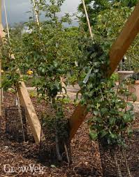 How to grow more in less space, great for small or urban gardens. Cordon Fruit Trees How To Get The Best Harvest From A Small Garden