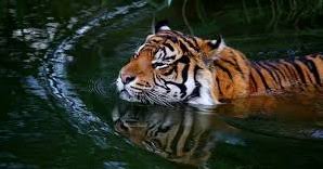 Maybe you would like to learn more about one of these? Pelestarian Hewan Dan Tumbuhan Pelajaran Ipa Sd Kelas 6