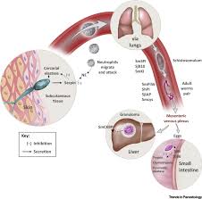 Inhibitor monotherapy and the combination of protease inhibitors with the hiv integrase inhibitor raltegravir or nucleoside reverse transcriptase inhibitors (nrtis),9 indicating that hiv protease. Protease Inhibitors Of Parasitic Flukes Emerging Roles In Parasite Survival And Immune Defence Trends In Parasitology