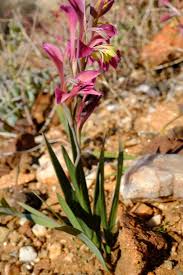 Image result for Gladiolus trichonemifolius