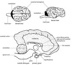 This mri brain cross sectional anatomy tool is absolutely free to use. Anatomy And Physiology Brain Anatomy Drawing Diagram
