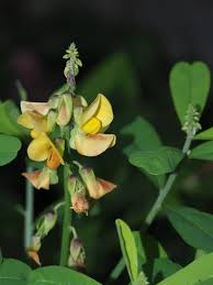 Image result for Crotalaria rhodesiae