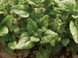 Image result for Tetragonia spicata