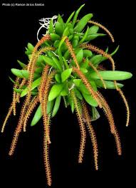 Image result for Oberonia