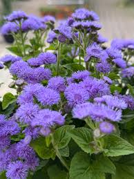 Image result for Ageratum