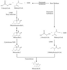 One rocket releases several guided submunitions each of which is capable of destroying the. Molecules Free Full Text Quality And Authenticity Control Of Functional Red Yeast Rice A Review Html