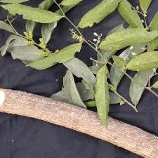 Image result for Opilia amentacea