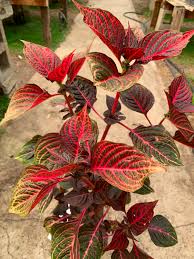 Image result for Justicia petiolaris