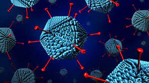 Os cientistas inseriram nesses adenovírus as instruções genéticas para a produção de uma proteína característica do novo coronavírus, a espícula. Infeccao Pelo Adenovirus Humano Drauzio Varella Drauzio Varella
