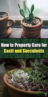 How To Properly Care For Cacti And Succulents Easy Balcony Gardening Cacti And Succulents Succulent Care Succulents