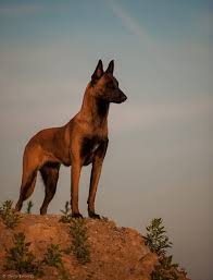 Belgian Malinois Belgian Malinois Dog Malinois Dog Belgium Malinois