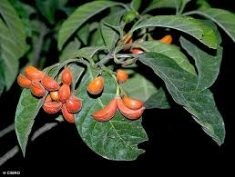 Image result for Tabernaemontana odoratissima