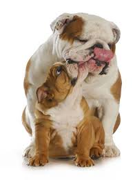 A long list of baby names to inspire you. Bulldog Names For English French American Bull Dogs