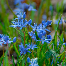 Image result for Scilla