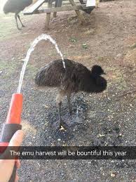 The Emu Harvest Will Be Bountiful This Year Snapchat Funny Funny Animals Funny Pictures