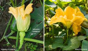 We did not find results for: How To Hand Pollinate Squash Sproutedgarden Com