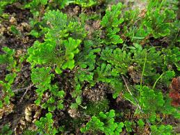 Image result for Selaginella imbricata