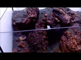 There are so many choices out there of rock, driftwood, tall plants, stubby plants, shells, bridges, and caves that we often end up with a. Aquascaping With Lava Rock The Mountain Cave Youtube