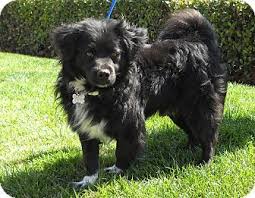 Black And White Spaniel Mix Cocker Spaniel Pomeranian Mix Black And White Google Search Dogs Puppies Spaniel