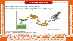Bayangkan apa yang akan terjadi jika seluruh areal penanaman padi di seluruh wilayah nusantara harus gagal panen karena penyakit ini? Jawaban Uji Kompetensi Bab 2 Ipa Kelas 7 Halaman 44 46 Interaksi Makhluk Hidup Dengan Lingkungan Youtube