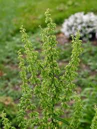 Image result for Rumex crispus