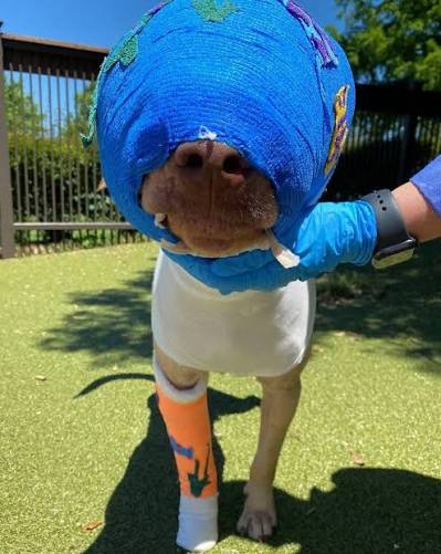 Poor Buddy was cruelly set on fire and strangled with an extension cord, by  a 12-year-old kid... Now, after a long road of recovery, he's finally  getting the happy ending he deserves...