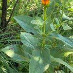 Image result for Hypericophyllum