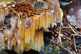 Image result for Pycnoporellus alboluteus