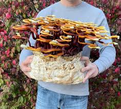 Image result for Ganoderma lucidum