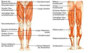 Die balancefähigkeit, die innere oberschenkelmuskulatur (adduktoren), gesäßmuskulatur, plie squat. Wie Muss Ich Den Inneren Oberschenkelmuskel Trainieren Sport Training Muskeln