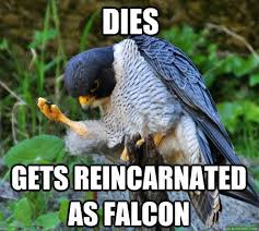 Success Falcon Bird Animals Animal Pictures