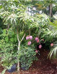 Mango Tree Also Called Mangifera Indica Fruit Tree Jpg Mango Tree Dwarf Fruit Trees Fruit Bearing Trees