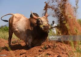 An Indian Bull Is Trained By Its Owner Ahead Of The Jallikattu Bull Taming Event In The South Indian City Of Madurai On Bull Images Bull Animal Welfare Board