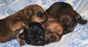 Located one hour south of washington, d.c. Norwich Terrier Welpen Bilder Nachzucht Parson Russell Norwich Terrier De