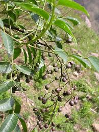 Image result for Zanthoxylum lindense