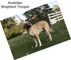 Excellent for goats, sheep, cattle, horses… Anatolian Shepherd Puppies For Sale In Phoenix Agriseek Com