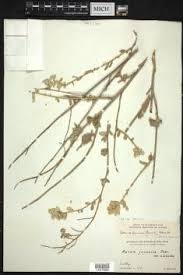 Image result for Aerva leucura