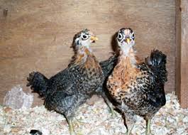 Unlike most mediterranean breeds, the sicilian buttercup is not great at converting food into eggs. Raising Sicilian Buttercups In America Backyard Poultry