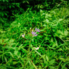 Image result for Cleome rutidosperma